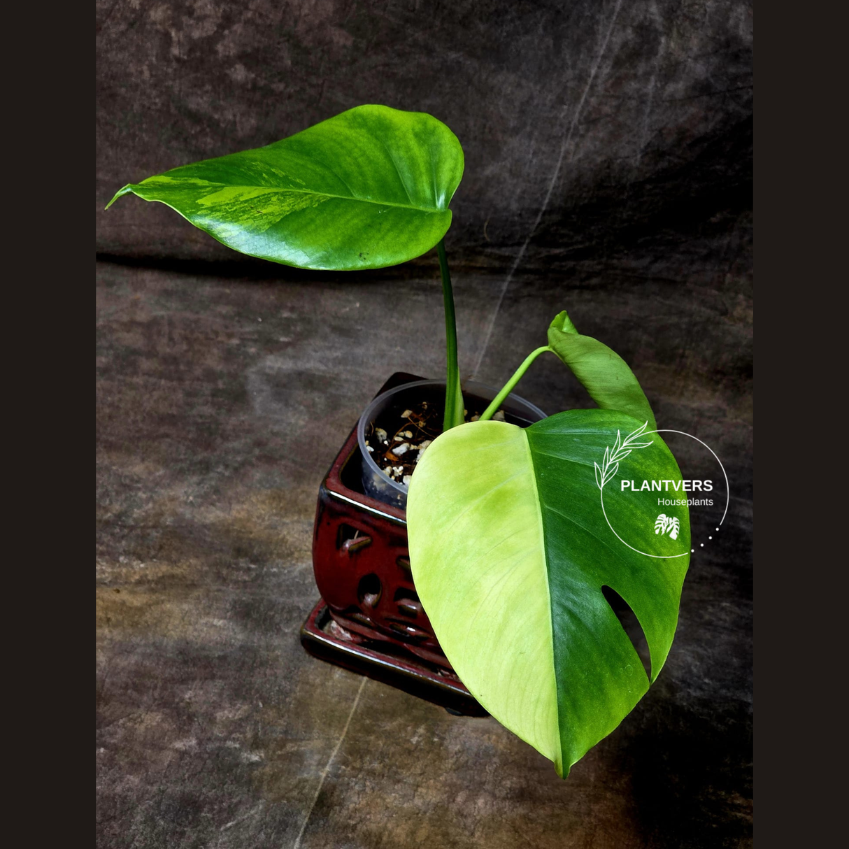 Monstera Aurea Variegated Borsigiana - Monstera Marmota Same Plant - US Seller