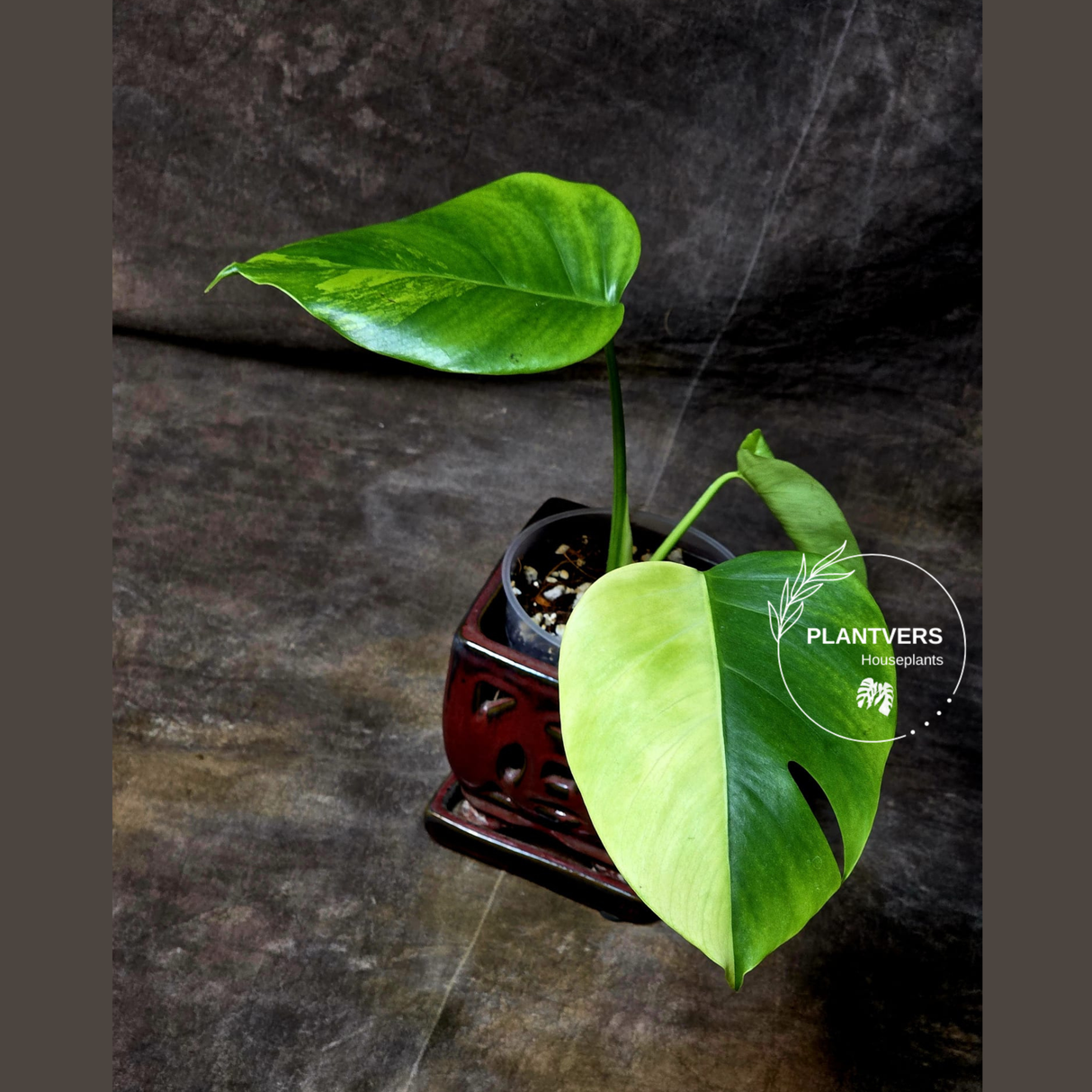 Monstera Aurea Variegated Borsigiana - Monstera Marmota Same Plant - US Seller