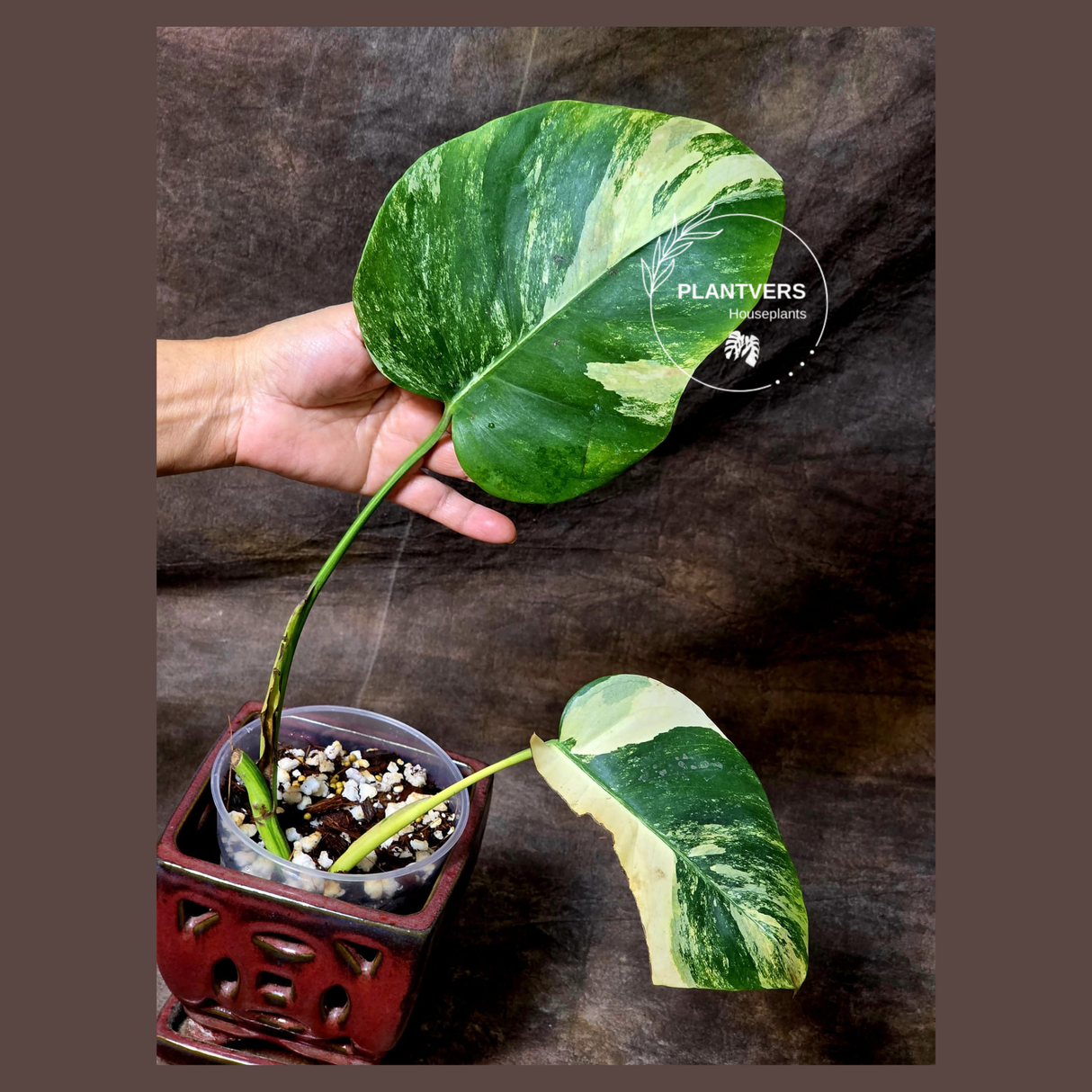 Monstera Aurea Variegated Borsigiana - Monstera Marmota Same Plant - US Seller