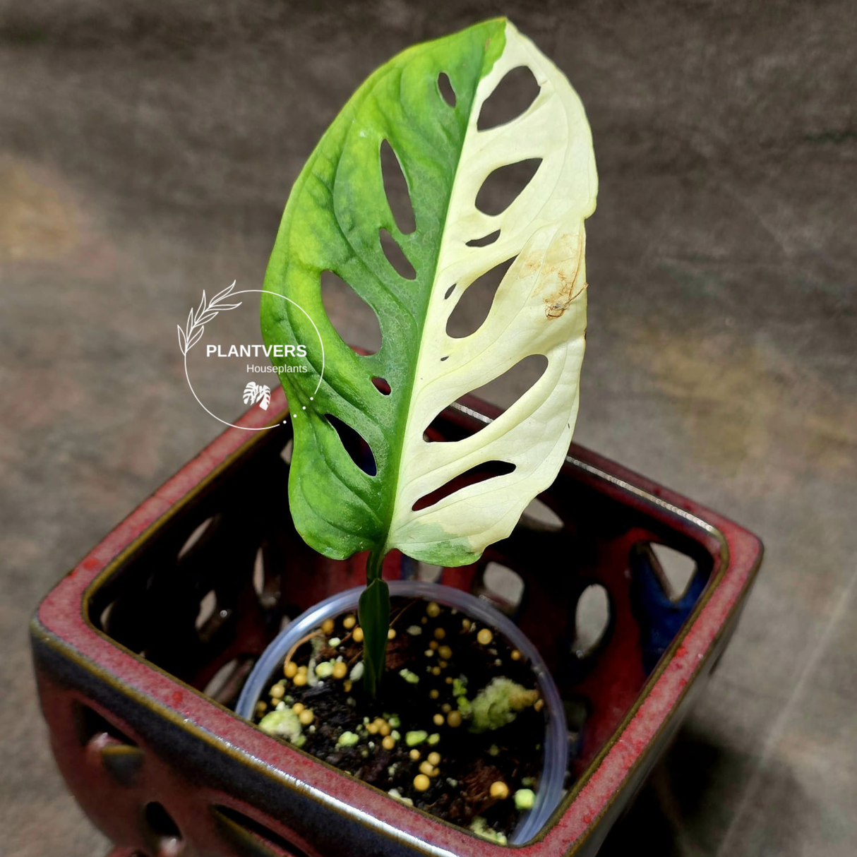 Variegated White Monstera Adansonii Albo - Half-Moon Leaf Swiss Cheese Plant - Exact Plant - US Seller