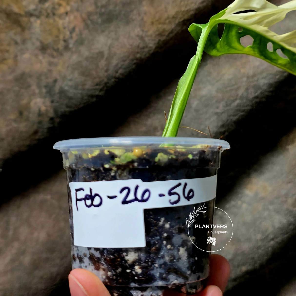 Variegated White Monstera Adansonii Albo - Half-Moon Leaf Swiss Cheese Plant - Exact Plant - US Seller