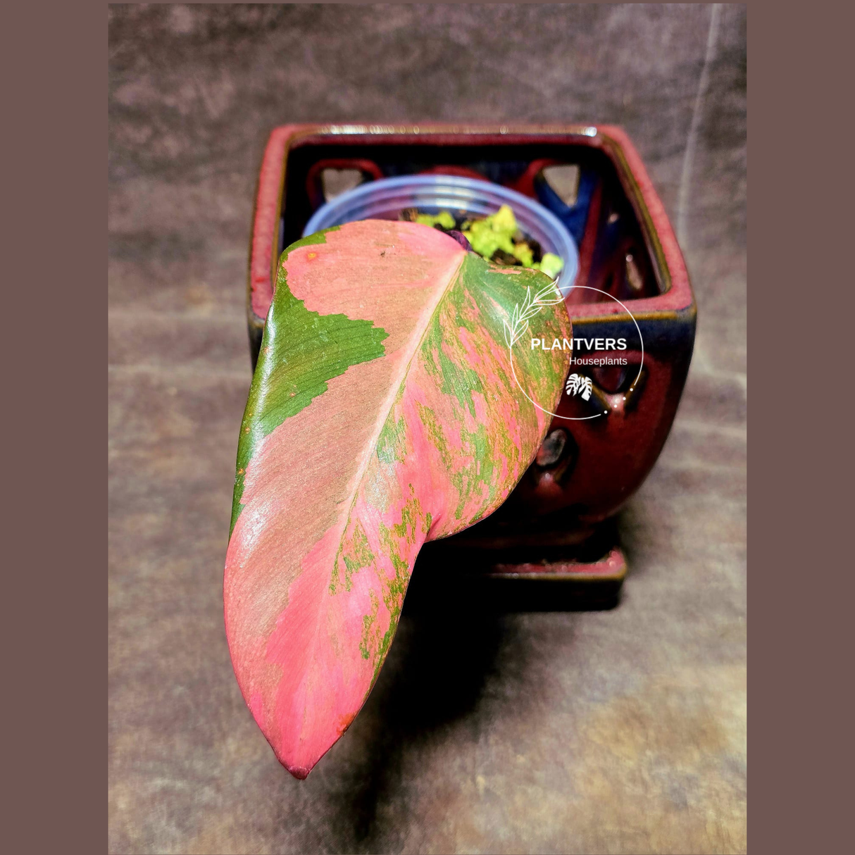 Variegated Philodendron Strawberry Shake Exact Plant - Rare Collector Plant - Exact Same Plant-US Seller