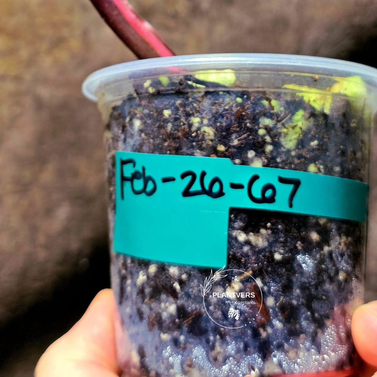 Variegated Philodendron Strawberry Shake Exact Plant - Rare Collector Plant - Exact Same Plant-US Seller