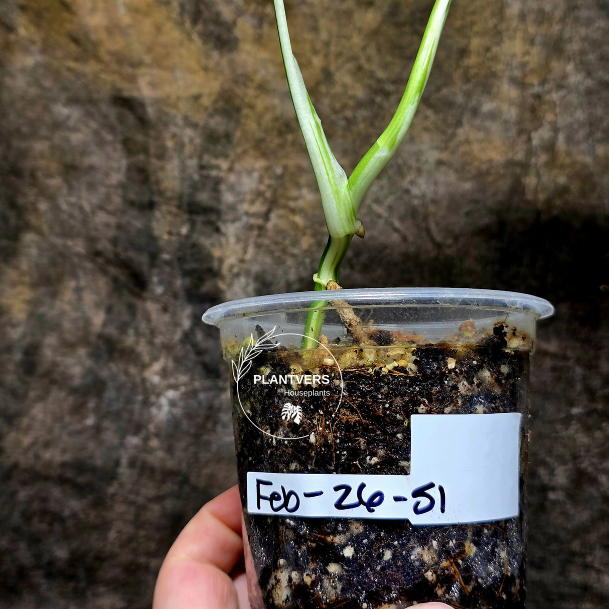 Variegated Monstera Albo Plant - Rare Indoor White Monstera Albo Borsigiana Plant - Baby Leaf Plant - Indoor Plant - EXACT Plant - US Seller