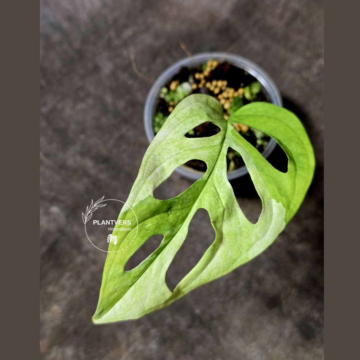 High Variegated White Monstera Adansonii Albo - Rare Collector Swiss Cheese Plant - EXACT Same Plant - US Seller