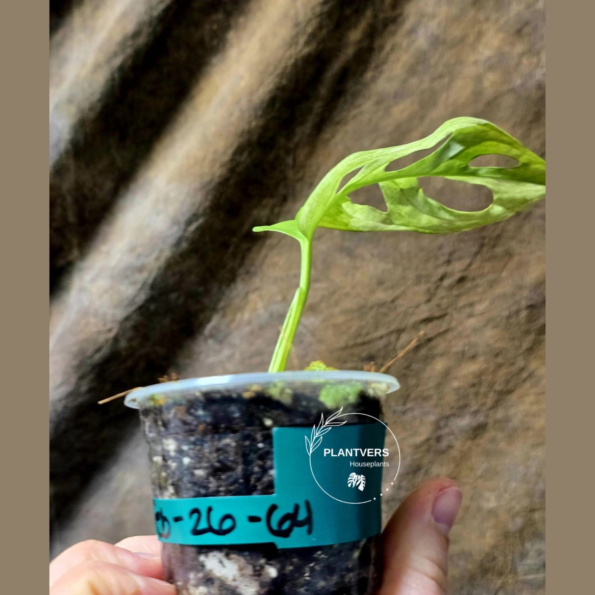 High Variegated White Monstera Adansonii Albo - Rare Collector Swiss Cheese Plant - EXACT Same Plant - US Seller