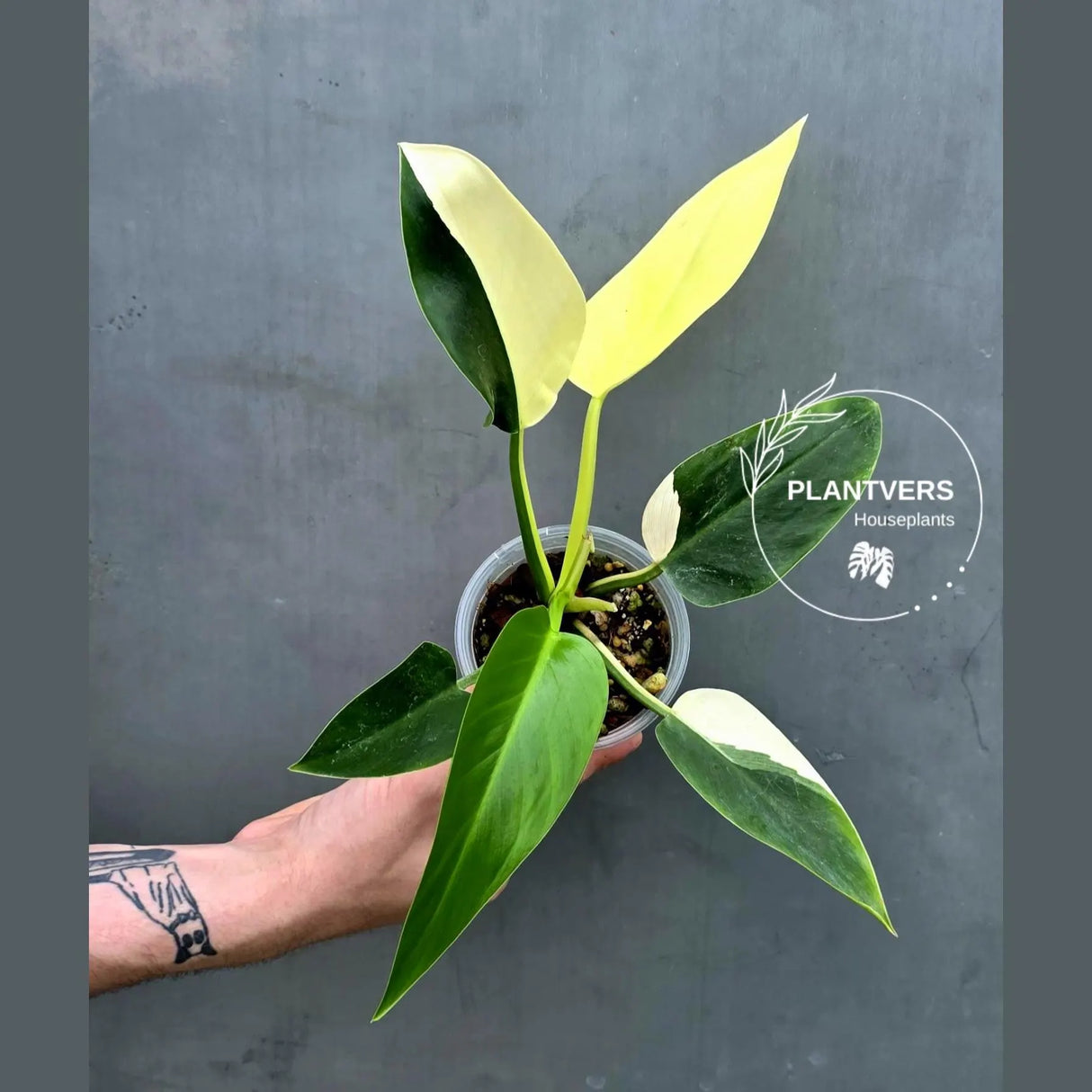 Variegated Philodendron Green Congo - Stunning White & Mint Variegation - (June-17-26)