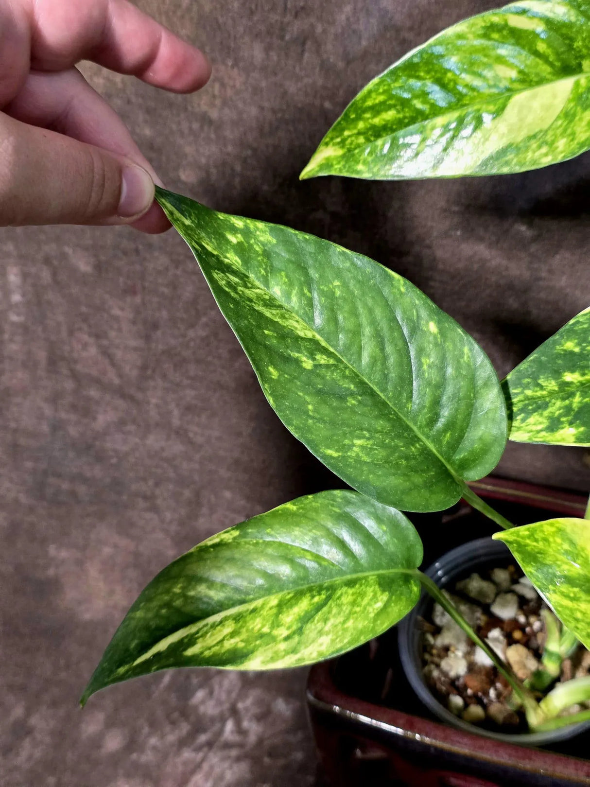 Rare Variegated Golden Flame Epipremnum Pinnatum - (June-21-58)