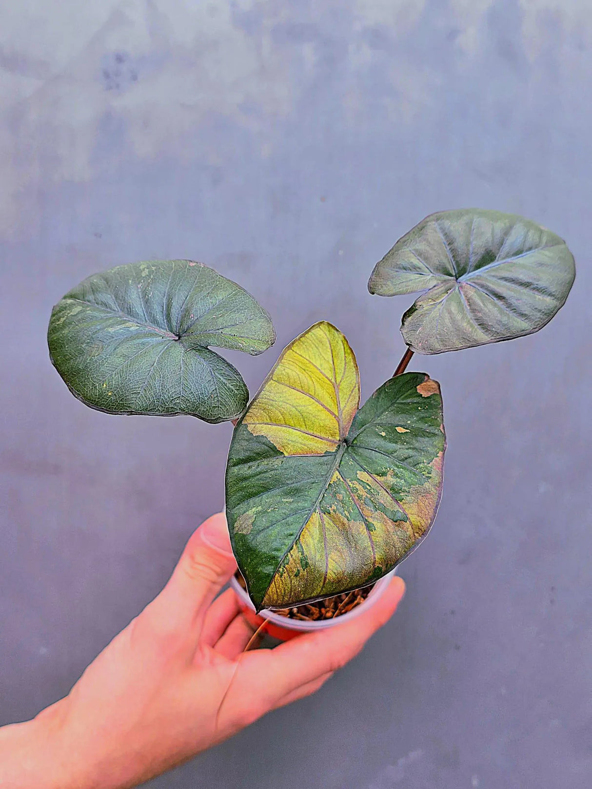 Alocasia Serendipity Pink Variegated - Super Rare Pink Variegated Alocasia (June-17-14)