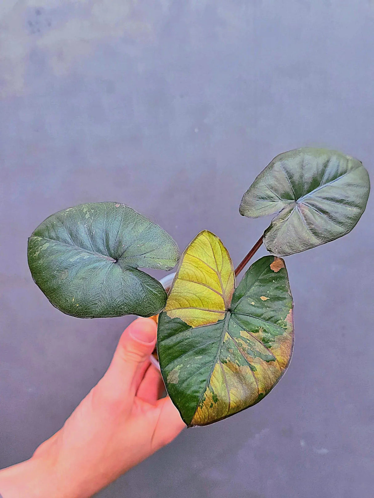 Alocasia Serendipity Pink Variegated - Super Rare Pink Variegated Alocasia (June-17-14)
