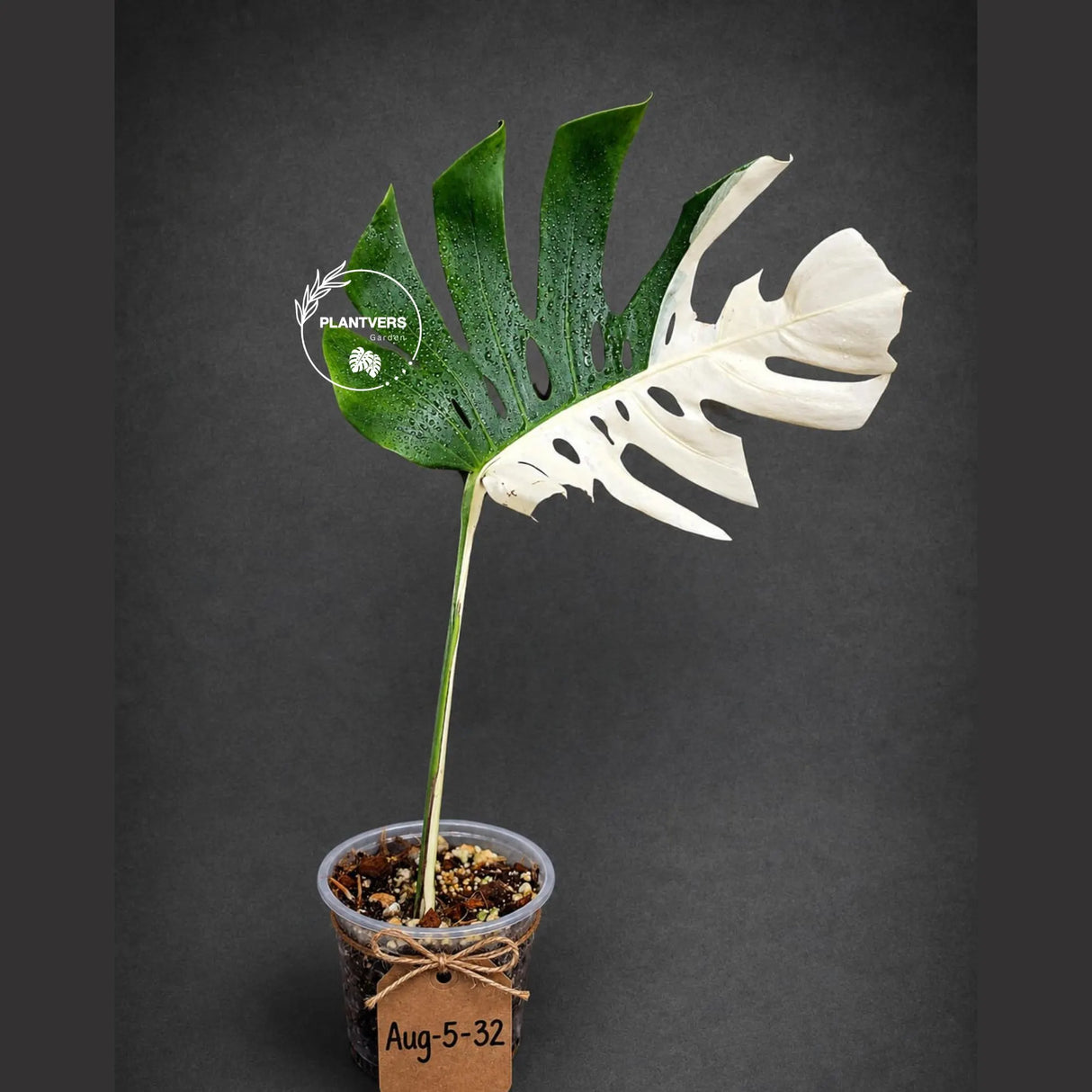 Variegated Monstera Albo - Half moon Leaf Plant - US Seller (Aug-5-32)
