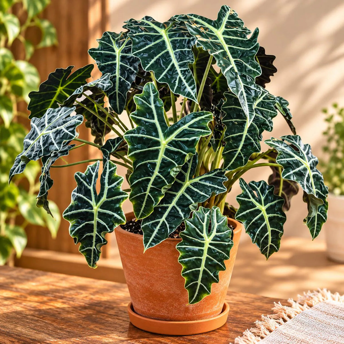 Alocasia Polly Plant
