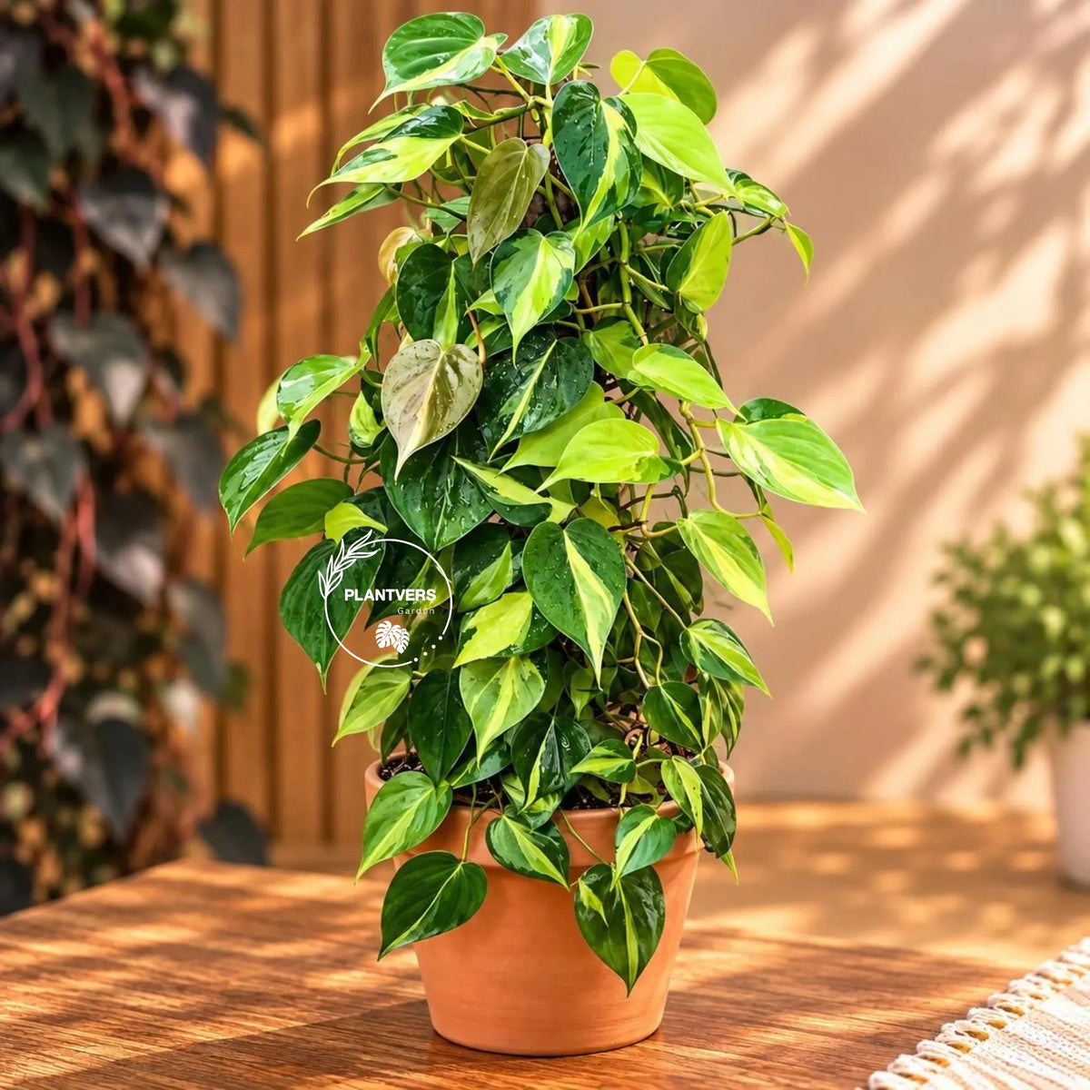 Rare Brazilian Philodendron in a Nursery Pot- Philodendron Brazil - Philodendron Hederaceum - Vining Indoor Plant - Air Purifier Plants