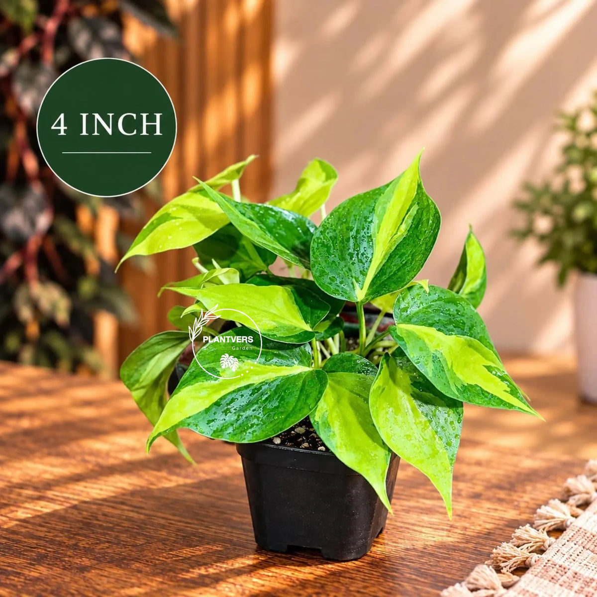 Rare Brazilian Philodendron in a Nursery Pot- Philodendron Brazil - Philodendron Hederaceum - Vining Indoor Plant - Air Purifier Plants
