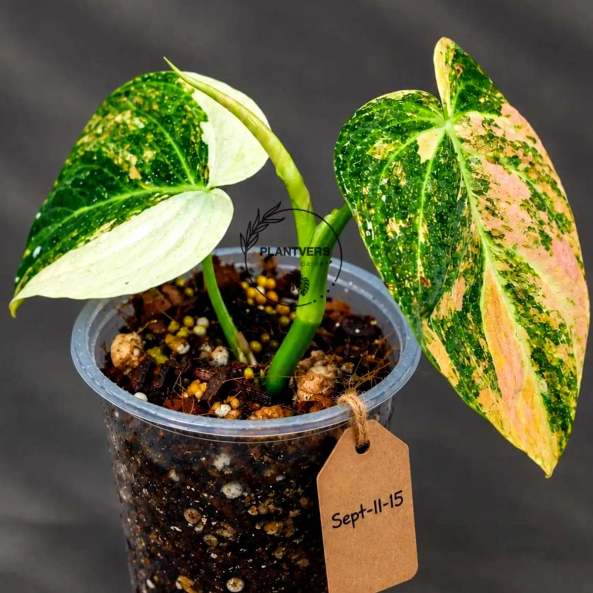 Philodendron Orange Melanochrysum Variegated - Super Rare Velvet Leaf Indoor Plant - Collector Plant - Exact Same Plant - US Seller