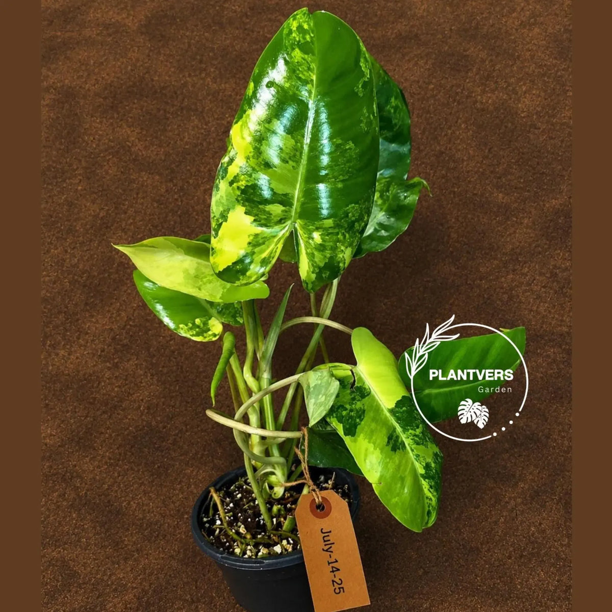 Variegated Burle Marx Philodendron - Rare Plant - EXACT Plant - US Seller