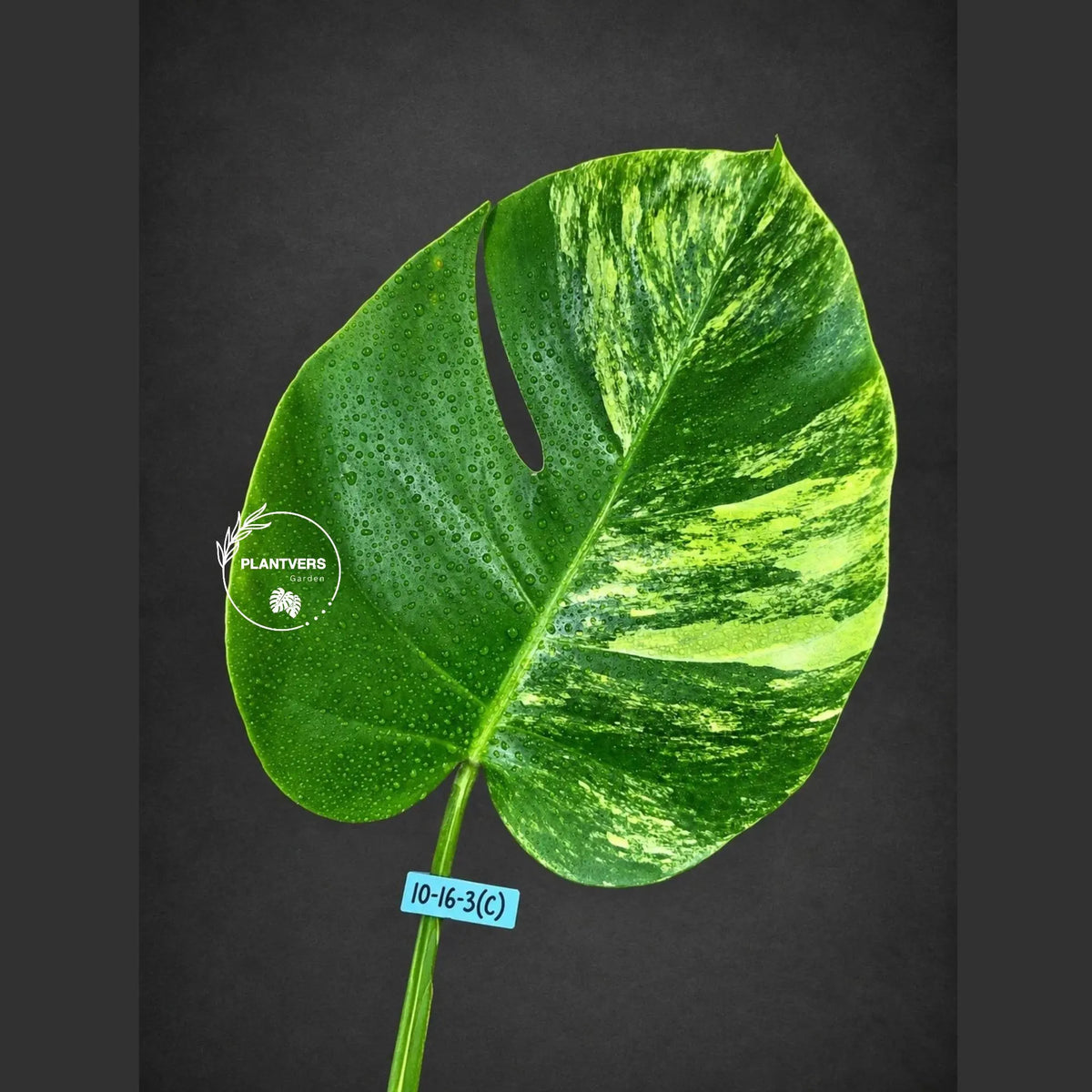 Monstera Borsigiana Aurea Variegated Cutting - Monstera Aurea Variegata - EXACT Cuttings - Collector Rare Plants - US Seller