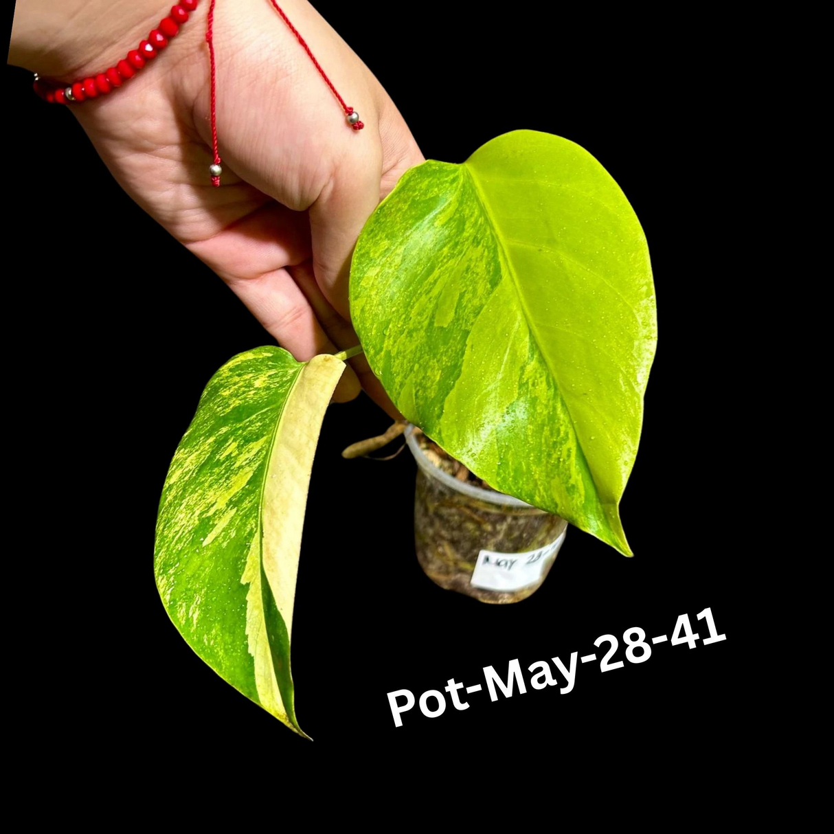 Variegated Monstera Borsigiana Aurea EXACT Plant - Monstera Aurea Variegata Pot - Monstera Marmota - SAME Plant as images - US Seller