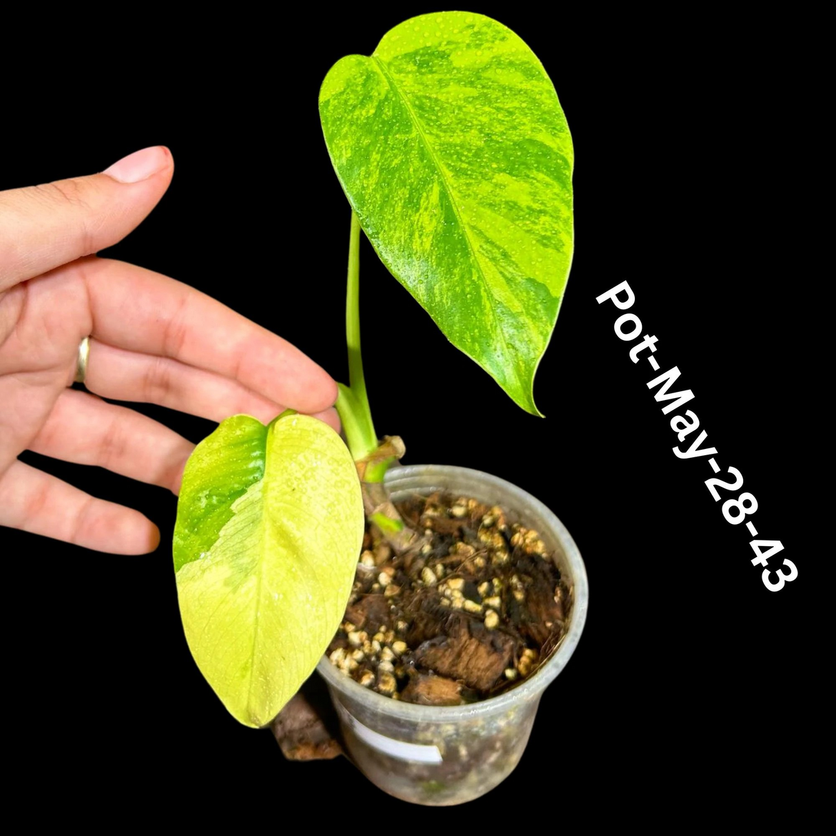 Variegated Monstera Borsigiana Aurea EXACT Plant - Monstera Aurea Variegata Pot - Monstera Marmota - SAME Plant as images - US Seller