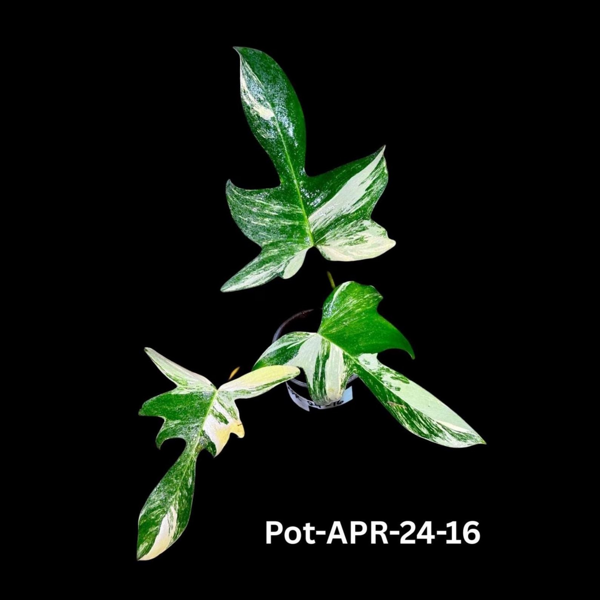Variegated Philodendron Florida Beauty EXACT Same Plant - Live Indoor Collector Plant - US Seller - Variegated Florida Gift Same Plant