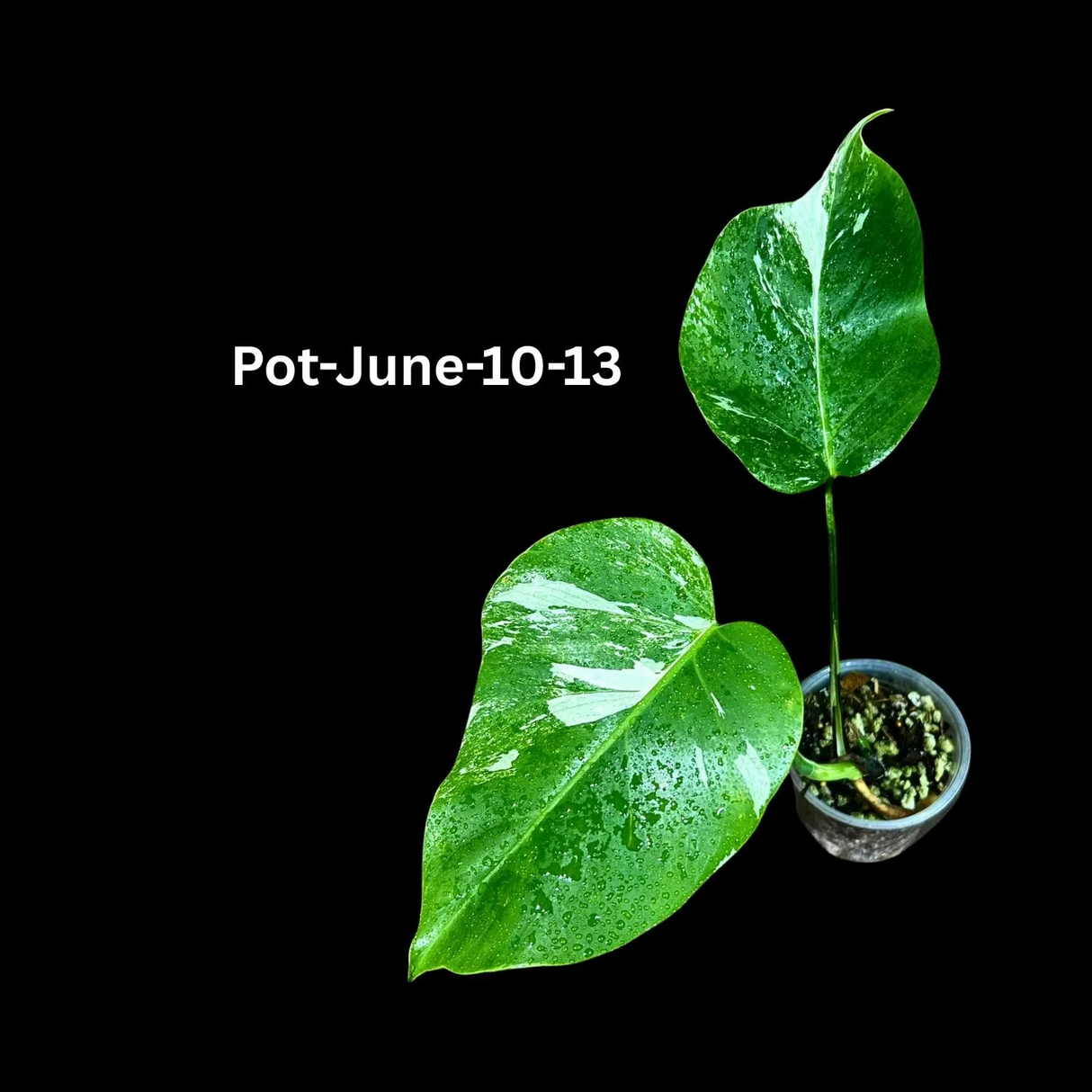 Monstera Albo - Rare Variegated Monstera Borsigiana Albo - Rare Collector Plant - White Monstera Albo Pots - USA seller