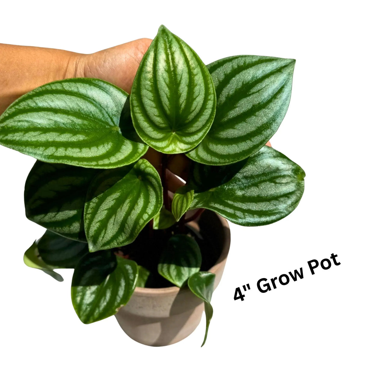 Watermelon Peperomia starter plant In 4" Grow Pot - Large Watermelon-Striped Peperomia - Indoor Succulent Plant - Easy Care Houseplant
