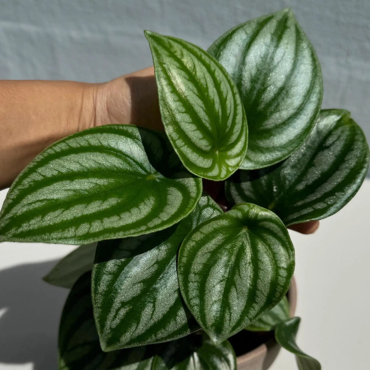Watermelon Peperomia starter plant In 4" Grow Pot - Large Watermelon-Striped Peperomia - Indoor Succulent Plant - Easy Care Houseplant