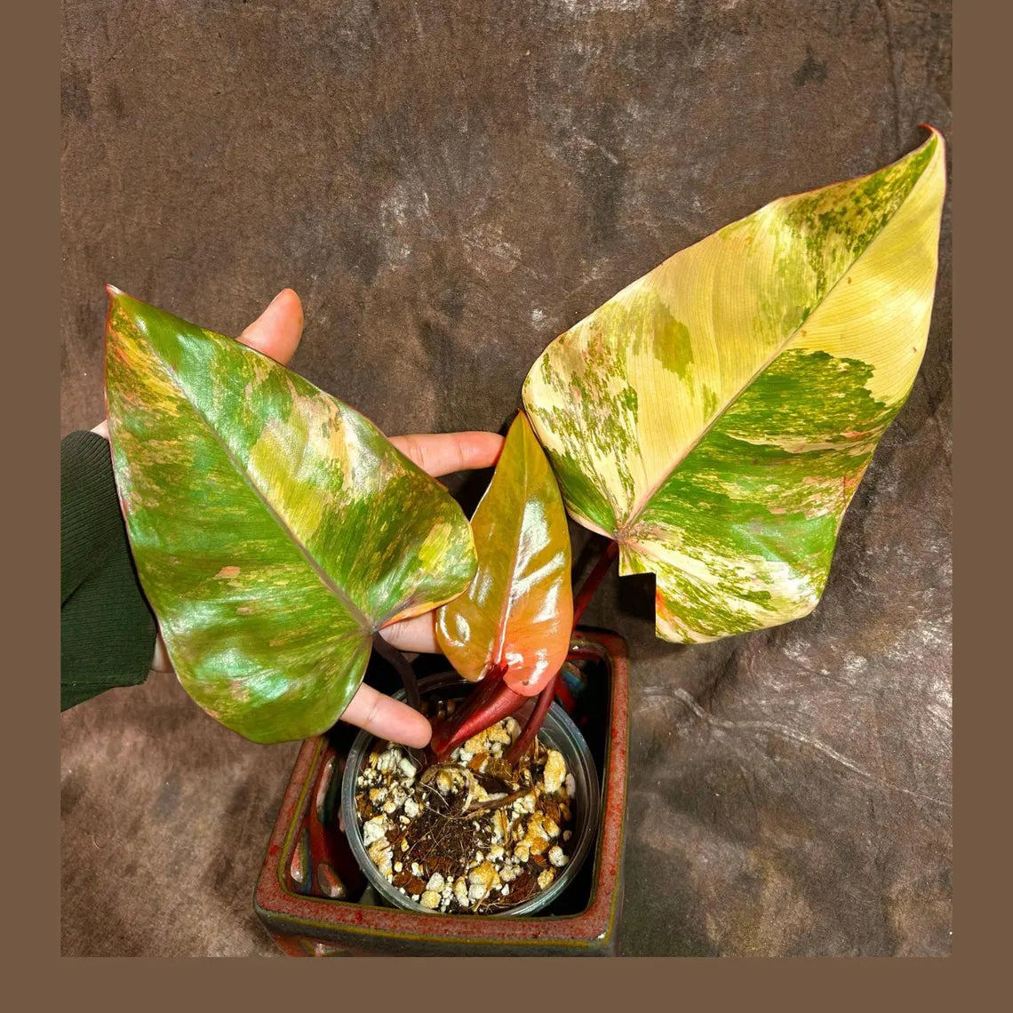 Variegated Philodendron Strawberry Shake in a Nursery Pot - Pink Strawberry Shake RARE Collector Plant - Live Indoor Plant - Exact Plant