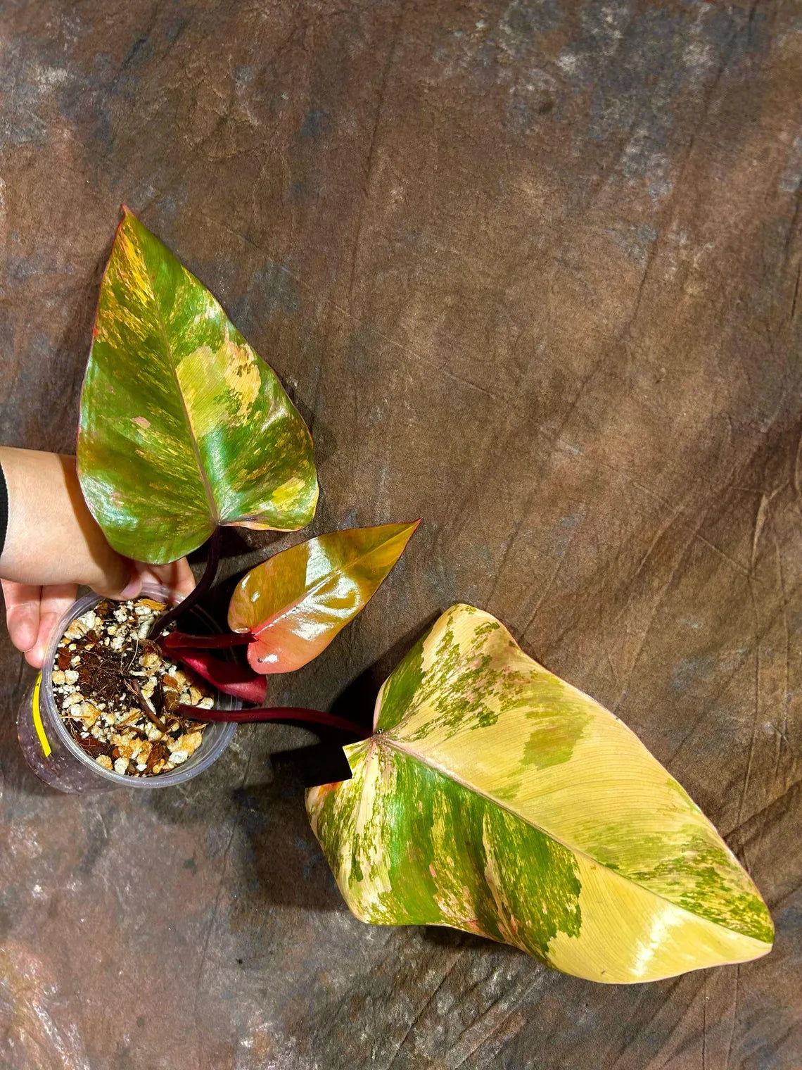 Variegated Philodendron Strawberry Shake in a Nursery Pot - Pink Strawberry Shake RARE Collector Plant - Live Indoor Plant - Exact Plant