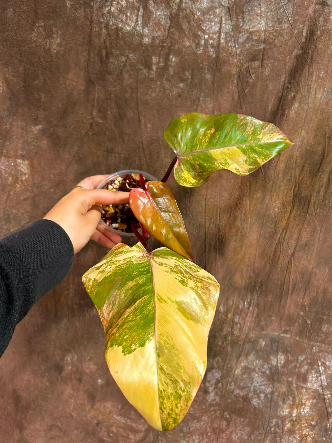 Variegated Philodendron Strawberry Shake in a Nursery Pot - Pink Strawberry Shake RARE Collector Plant - Live Indoor Plant - Exact Plant