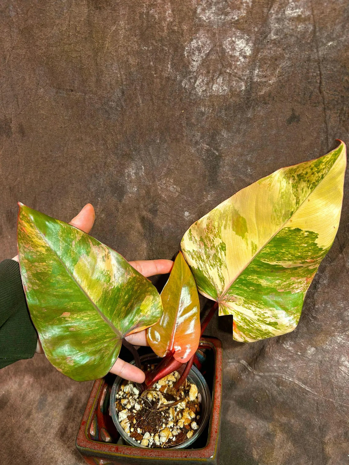 Variegated Philodendron Strawberry Shake in a Nursery Pot - Pink Strawberry Shake RARE Collector Plant - Live Indoor Plant - Exact Plant