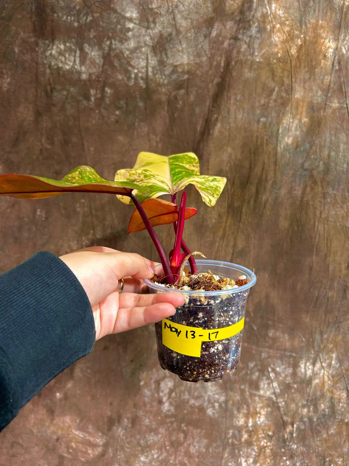 Variegated Philodendron Strawberry Shake in a Nursery Pot - Pink Strawberry Shake RARE Collector Plant - Live Indoor Plant - Exact Plant