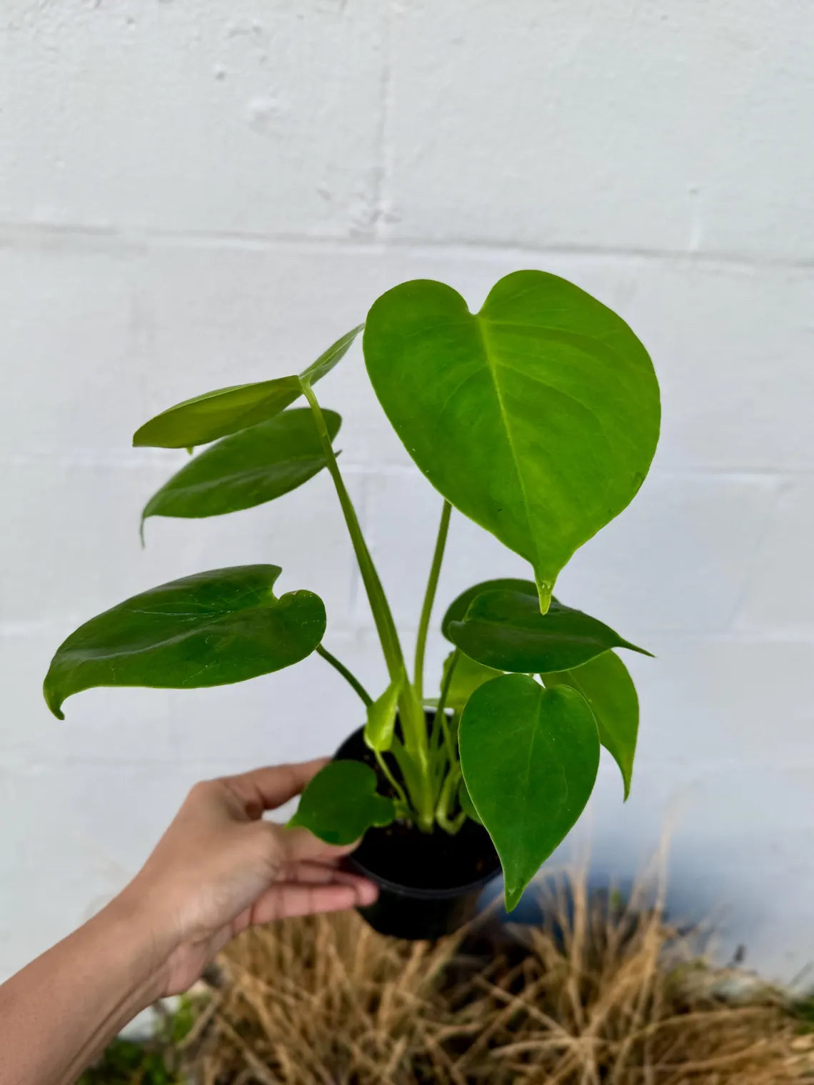 Monstera Deliciousa Live Indoor Plant, Easy Care Low Light Houseplant, Air Purifier Monstera Gift Plant Mother's Day Pet Friendly Plant