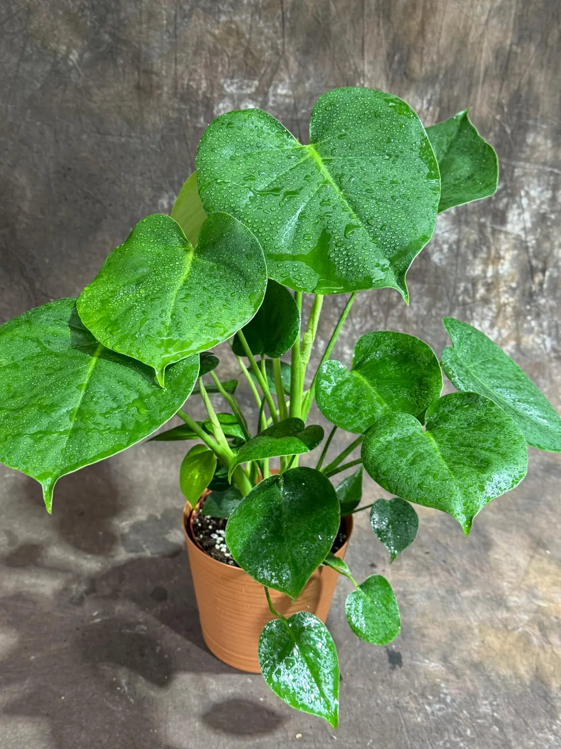 Monstera Deliciousa Live Indoor Plant, Easy Care Low Light Houseplant, Air Purifier Monstera Gift Plant Mother's Day Pet Friendly Plant