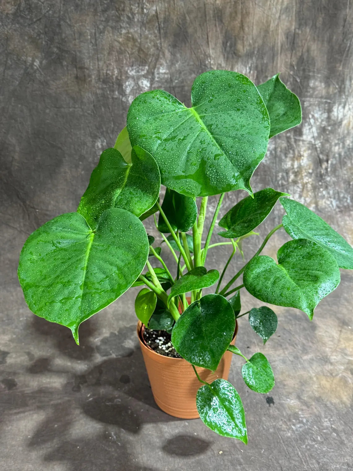 Monstera Deliciousa Live Indoor Plant, Easy Care Low Light Houseplant, Air Purifier Monstera Gift Plant Mother's Day Pet Friendly Plant