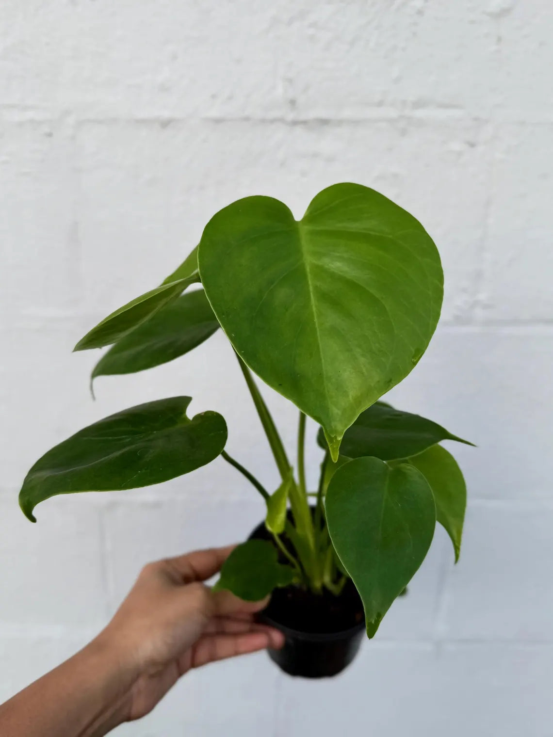 Monstera Deliciousa Live Indoor Plant, Easy Care Low Light Houseplant, Air Purifier Monstera Gift Plant Mother's Day Pet Friendly Plant