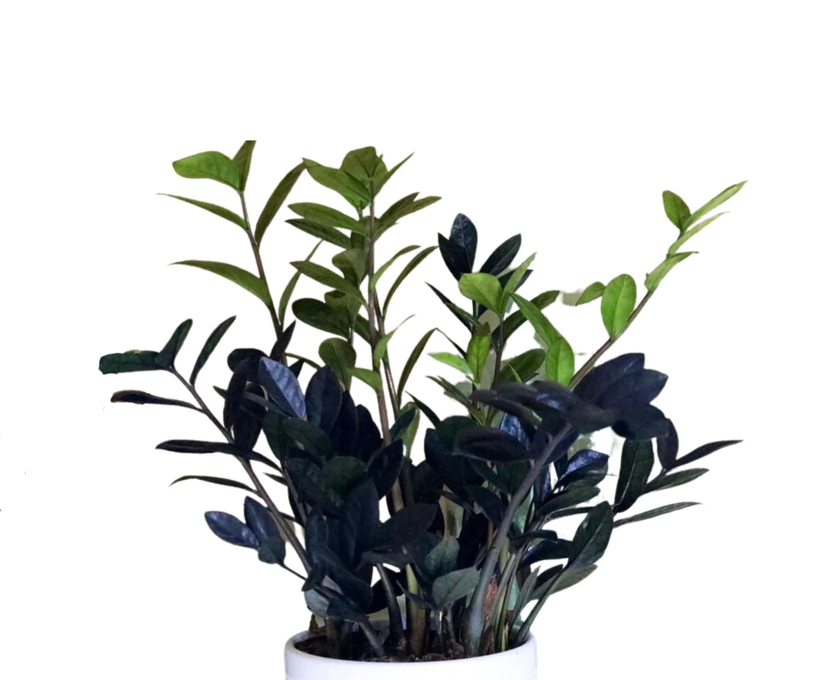 Raven ZZ plant | Indoor Live Zamioculcas Zamiifolia Raven Plant | Rare Indoor Plant | Zansibar gem | Black ZZ Plant