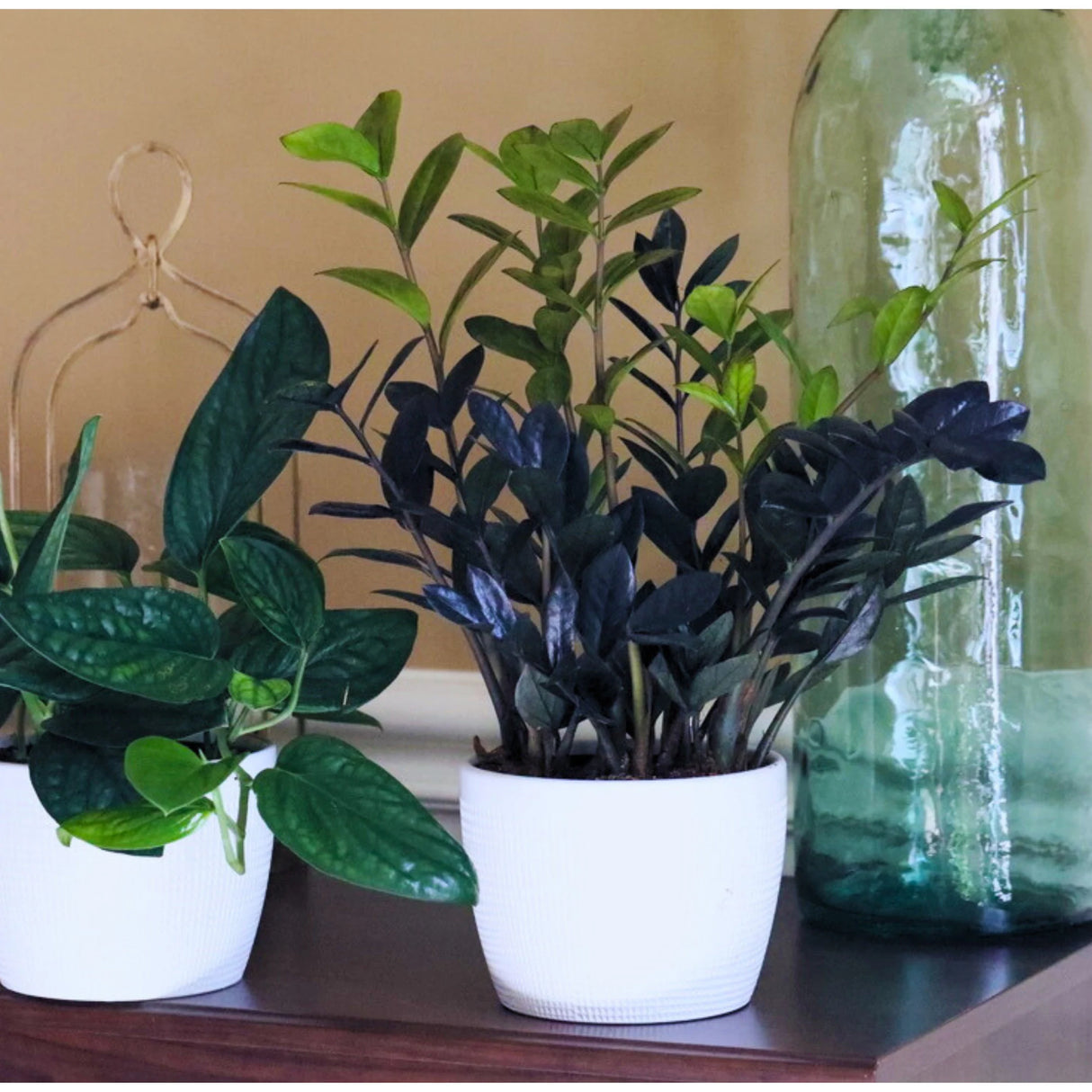Raven ZZ plant | Indoor Live Zamioculcas Zamiifolia Raven Plant | Rare Indoor Plant | Zansibar gem | Black ZZ Plant