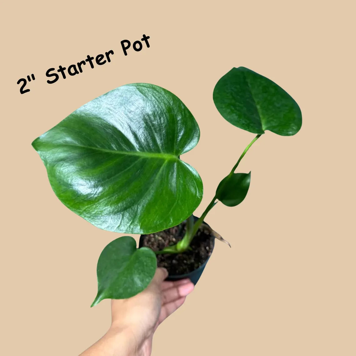 Monstera Deliciousa Live Indoor Plant, Easy Care Low Light Houseplant, Air Purifier Monstera Gift Plant Mother's Day Pet Friendly Plant