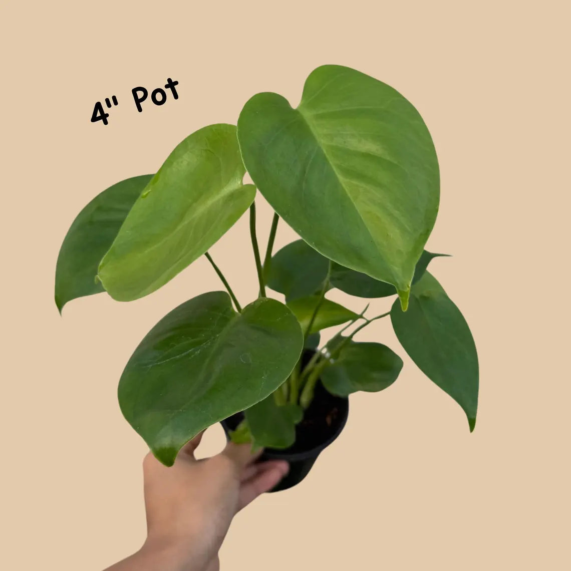 Monstera Deliciousa Live Indoor Plant, Easy Care Low Light Houseplant, Air Purifier Monstera Gift Plant Mother's Day Pet Friendly Plant