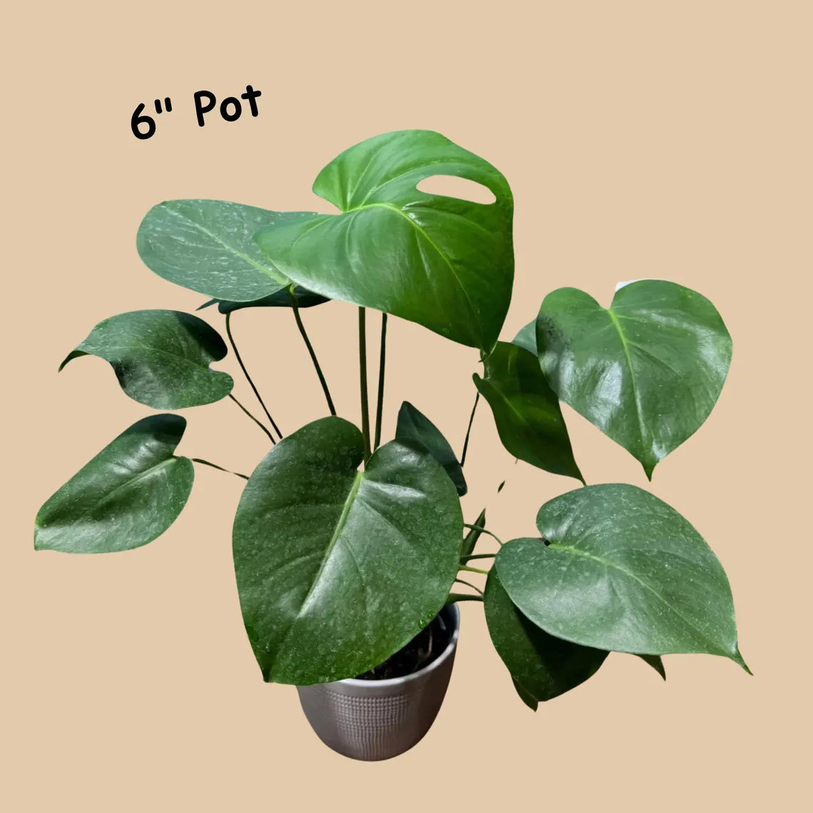 Monstera Deliciousa Live Indoor Plant, Easy Care Low Light Houseplant, Air Purifier Monstera Gift Plant Mother's Day Pet Friendly Plant