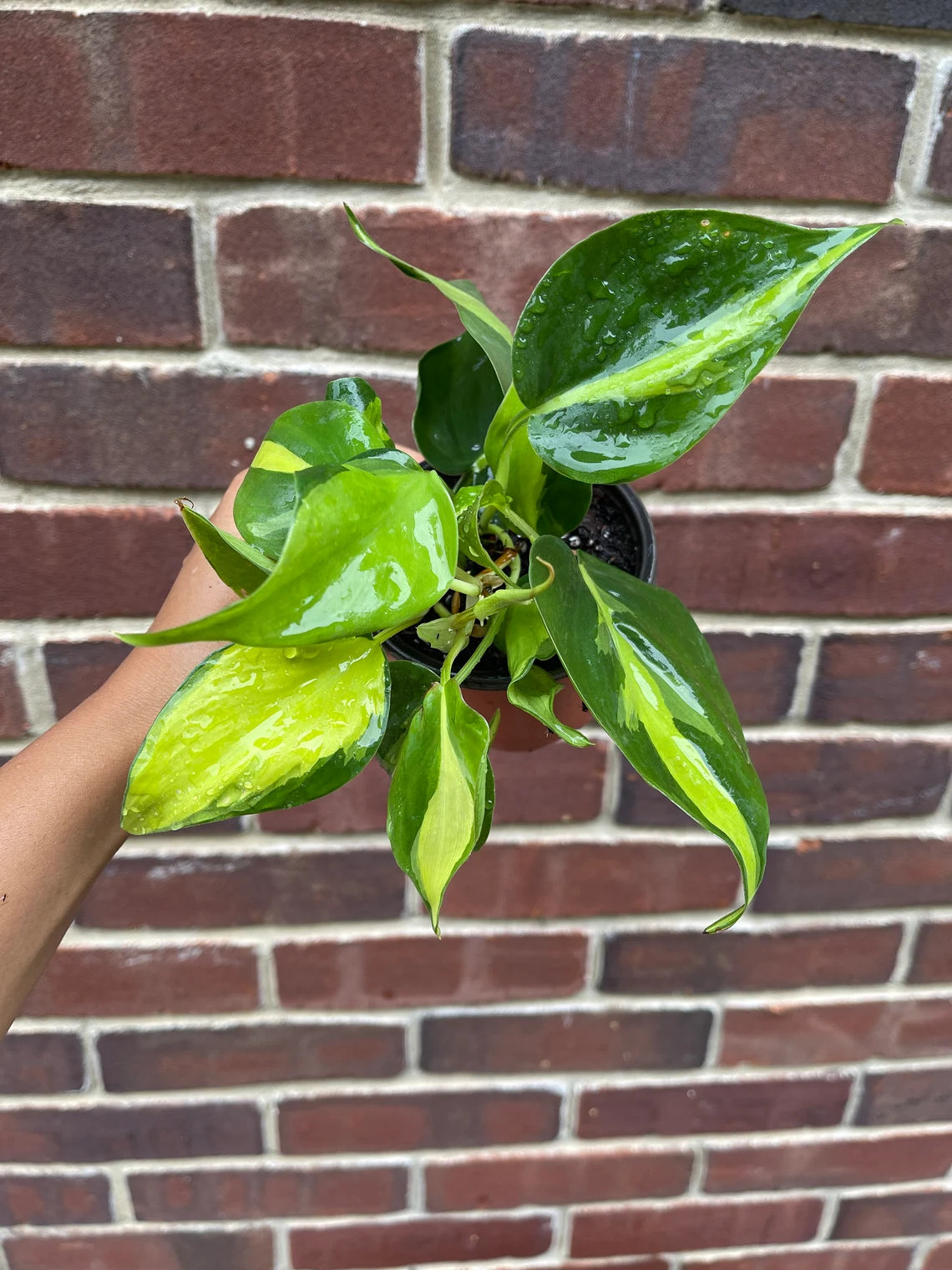 Rare Brasil philodendron Cuttings & Nursery Pots - Easy Care Houseplant Brasil Extremely Rare Low Light indoor vining plant office plant