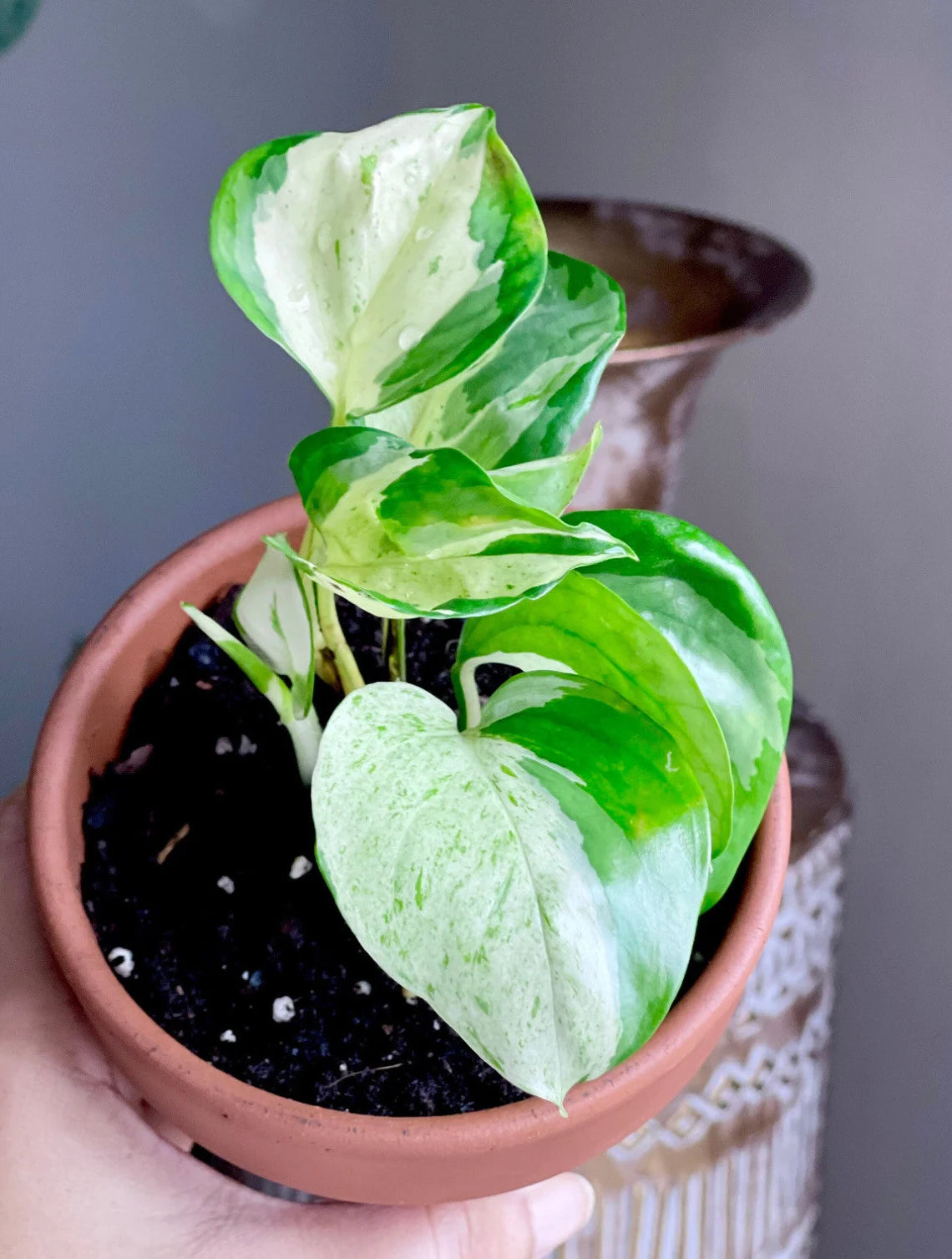 Rare Pothos cuttings Mix- Marble Pothos / Heart Leaf Philodendron / Silver Pothos / Njoy / Cebu Blue / Neon Pothos / Pick and Choose