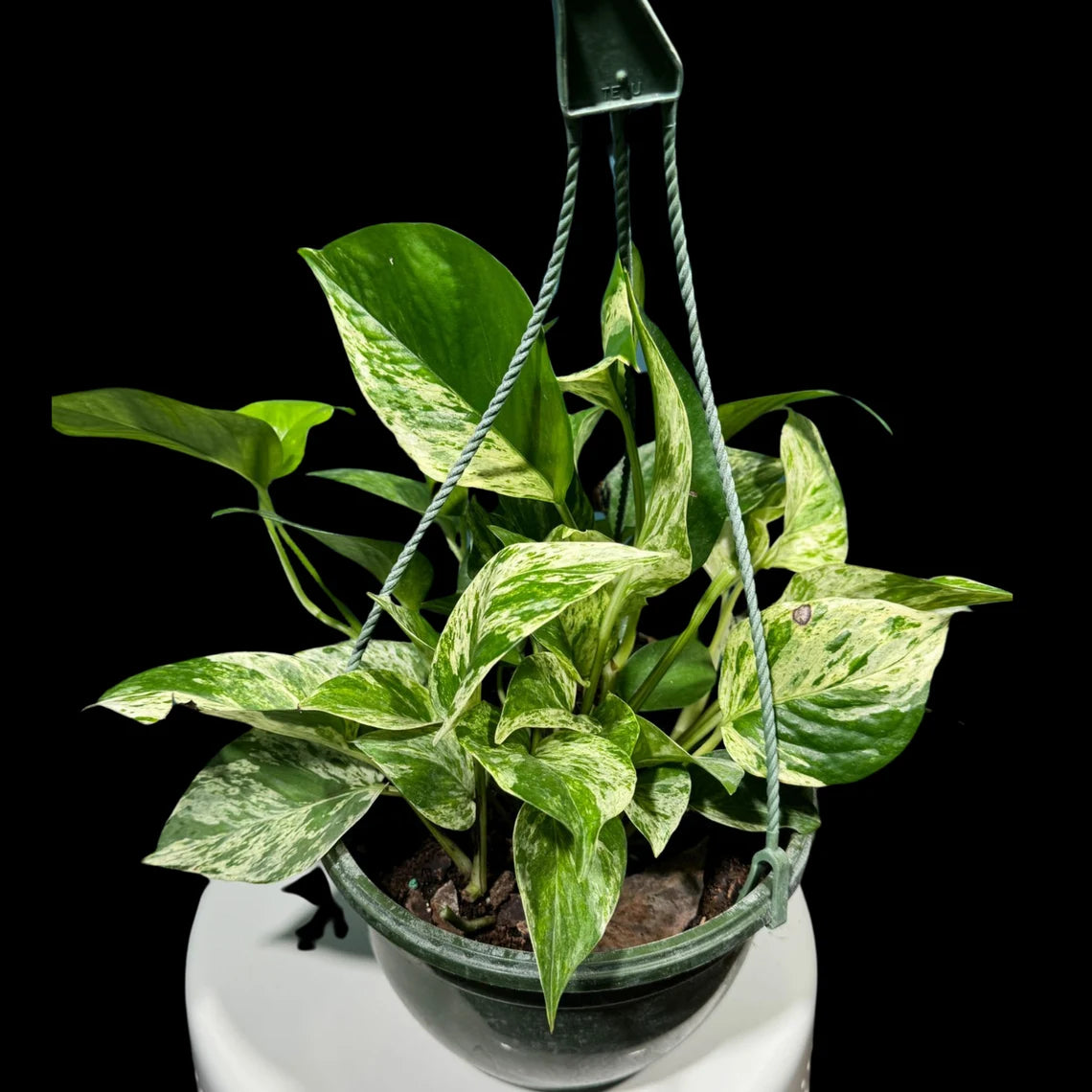 Marble Pothos in 8" Hanging Basket - Gorgeous Variegated Indoor easy care house plant - Marble Pothos - SAME PLANT as the pictures