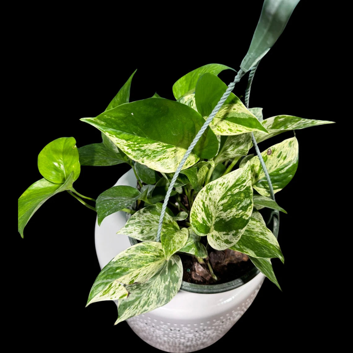 Marble Pothos in 8" Hanging Basket - Gorgeous Variegated Indoor easy care house plant - Marble Pothos - SAME PLANT as the pictures