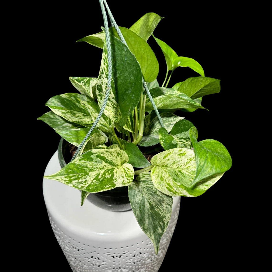Marble Pothos in 8" Hanging Basket - Gorgeous Variegated Indoor easy care house plant - Marble Pothos - SAME PLANT as the pictures