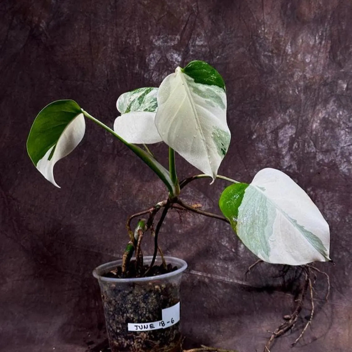 Variegated Monstera Albo Plant - Rare Indoor White Monstera Albo Borsigiana Plant - Baby Leaf Plant - Indoor Plant - EXACT Plant - US Seller
