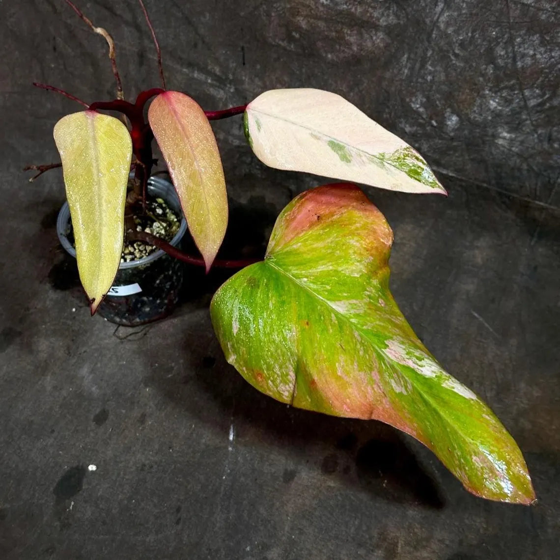Variegated Philodendron Strawberry Shake in a Nursery Pot - Pink Strawberry Shake RARE Collector Plant - Live Indoor Plant - Exact Plant