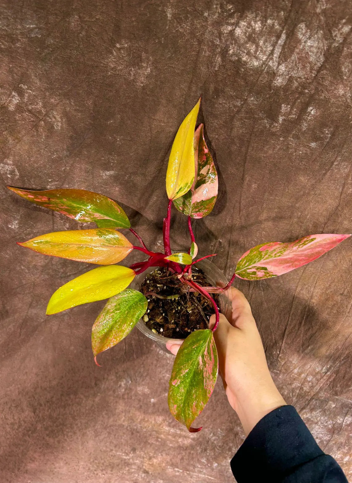 Variegated Philodendron Strawberry Shake in a Nursery Pot - Strawberry Shake RARE Collector Single Leaf Plant - Live Indoor Plant -US seller