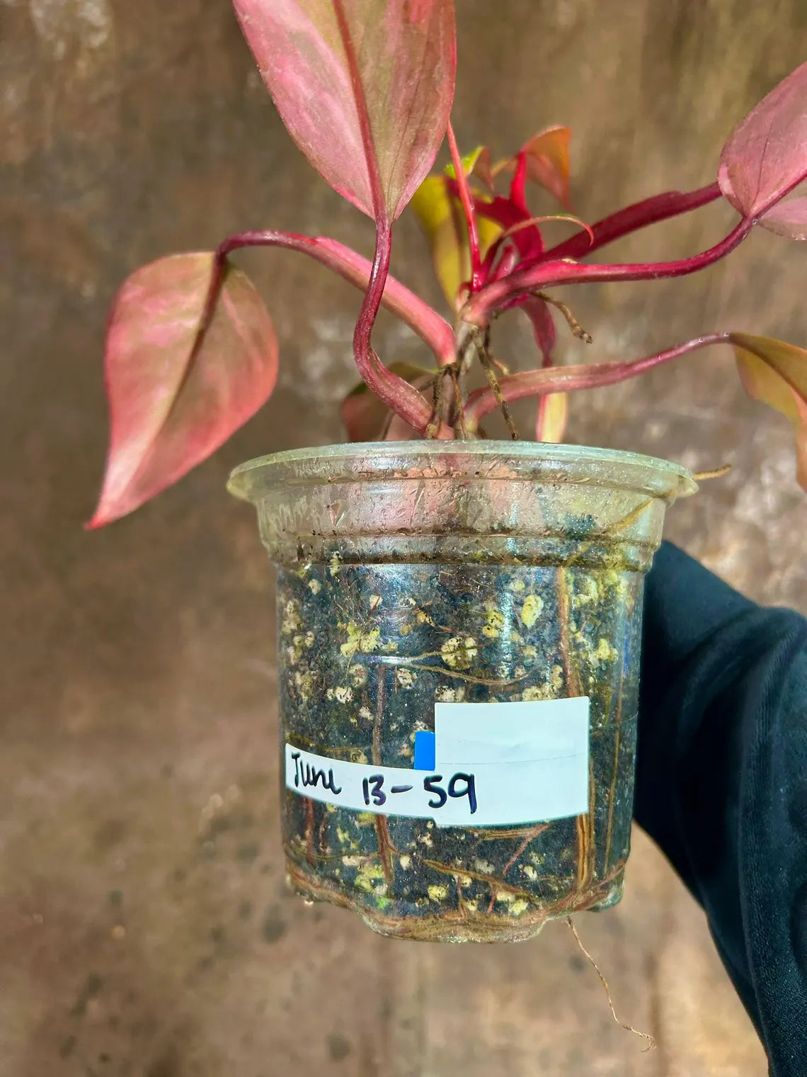 Variegated Philodendron Strawberry Shake in a Nursery Pot - Strawberry Shake RARE Collector Single Leaf Plant - Live Indoor Plant -US seller